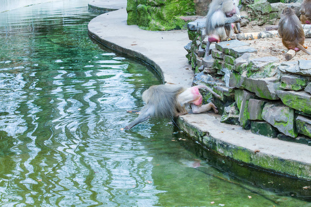 Un grand groupe de babouins singes se nourrissant dans le zoo de Cologne
 - Photo, image