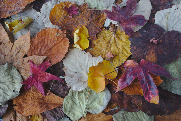 Herfstbladeren textuur kleurrijke herfst, warme kleuren - Foto, afbeelding