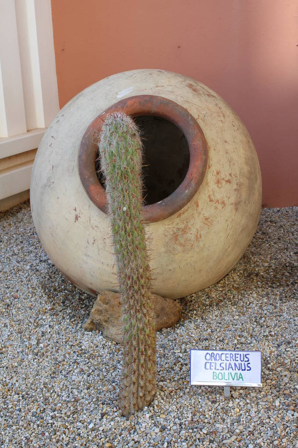 Растение кактуса в глиняном горшке, окруженное декоративными камнями
 - Фото, изображение