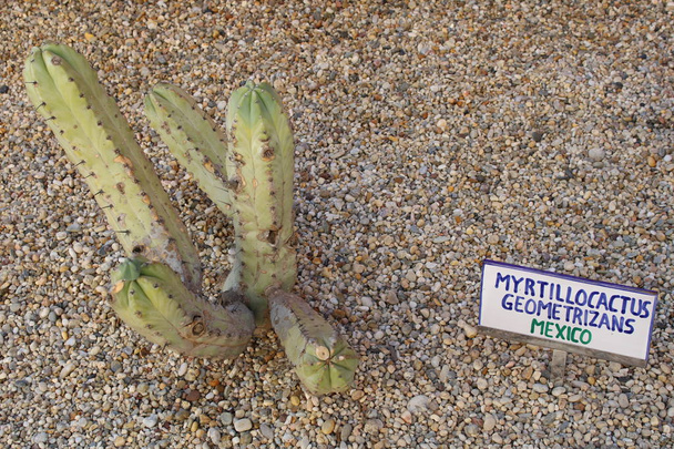 Kaktusz növény agyagedények körülvett díszítő kövek - Fotó, kép