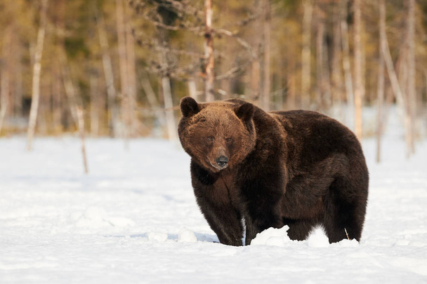 Ruskea Karhu seisoo lumessa keväällä herääminen - Valokuva, kuva