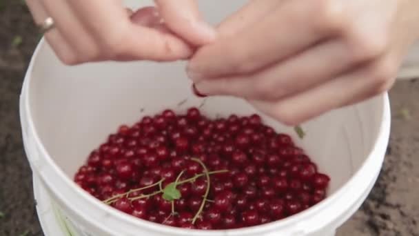 Woman Drops A Redcurrant Red Currant Berries In A Bucket During Gathering Of Berries. Picking Berries In Fruit Garden. Summer Harvest Concept. Close Up - Footage, Video