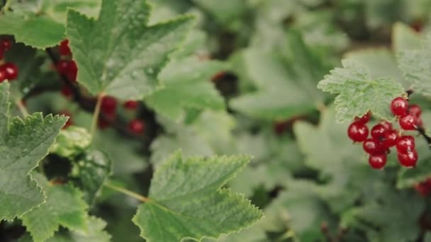Червоний ордер Ribes Rubrum Branch. Вирощування органічних ягід в саду. Стиглі ягоди з фруктового саду - Кадри, відео