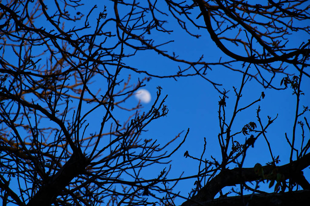 Αντίο ημέρα. Γεια σας το βράδυ. Ασαφής φεγγάρι ψάχνει τη γη μέσα από τα κλαδιά του δέντρο με γυμνά κλαδιά - Φωτογραφία, εικόνα