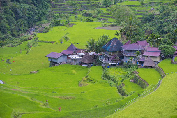 Vista dos campos de terraços de arroz em Banaue, Filipinas. Os terraços de arroz Banaue são patrimônio mundial da UNESCO desde 1995
 - Foto, Imagem