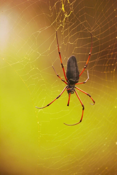 Aranha na Cobweb na floresta tropical
 - Foto, Imagem