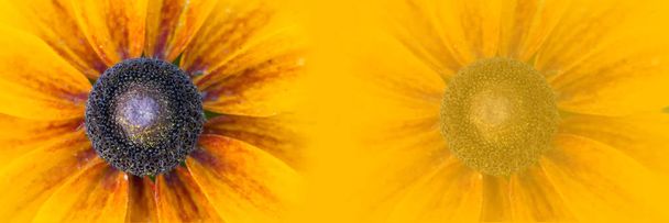 黄色の背景にパノラマ大規模な黄色の花 - 写真・画像