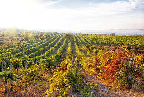 A wine vineyard in France. - Φωτογραφία, εικόνα