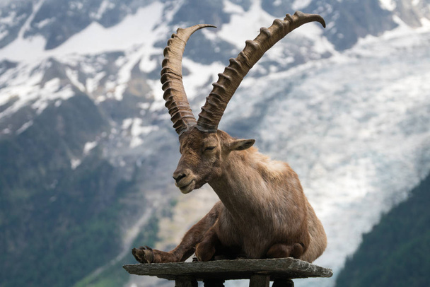 der Steinbock (Capra-Steinbock), auch Steinbock oder Bouquetin im Parc de Merlet auf der Spitze des Lapaz gegen den Mont Blanc, les Houches, Haute-Savoie, Frankreich - Foto, Bild