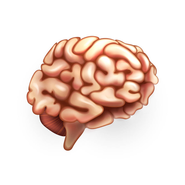 人間の脳の図 - ベクター画像