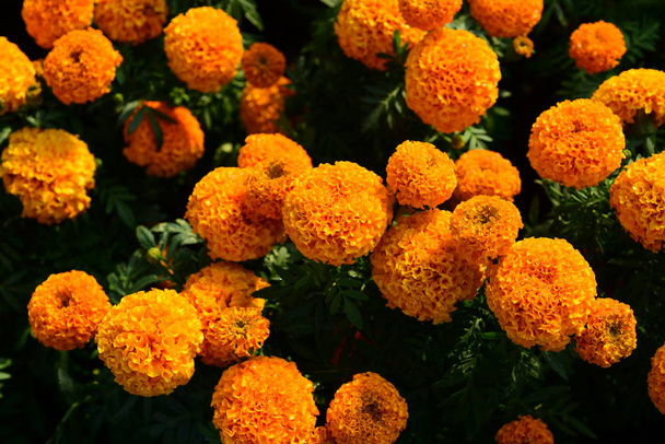 Detail měsíček flower.orange měsíčky v záhonu, žluté letní květy na garden.marigolds květ květ. - Fotografie, Obrázek