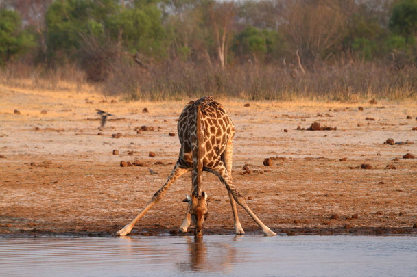Giraffes in the African savannah - 写真・画像