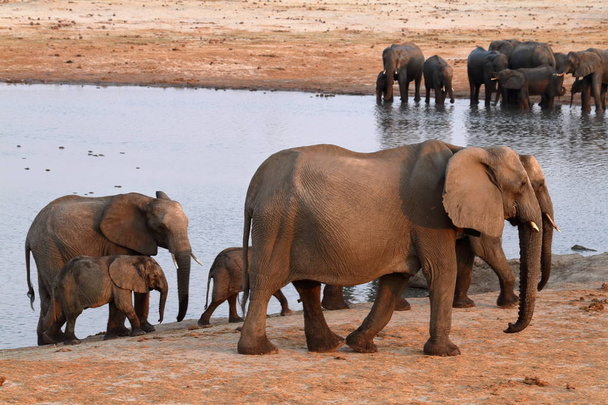 Elefantes na savana do Zimbabué
 - Foto, Imagem