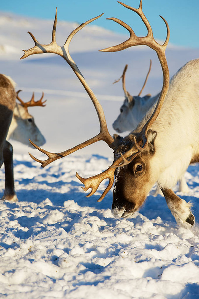 Les rennes paissent dans la neige profonde dans le milieu naturel de la région de Tromso, dans le nord de la Norvège
. - Photo, image