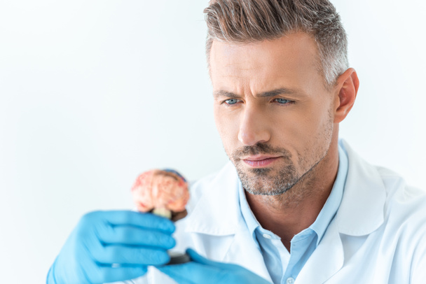 selective focus of handsome scientist looking at brain model isolated on white - Photo, Image
