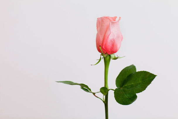 a beautiful rose - Фото, зображення