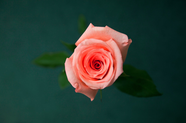 a beautiful rose - Foto, afbeelding