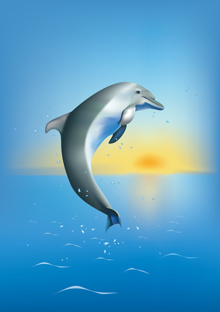 Dolphin - Фото, изображение