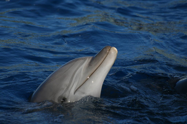 Дельфин уходит, чтобы дышать в море
 - Фото, изображение