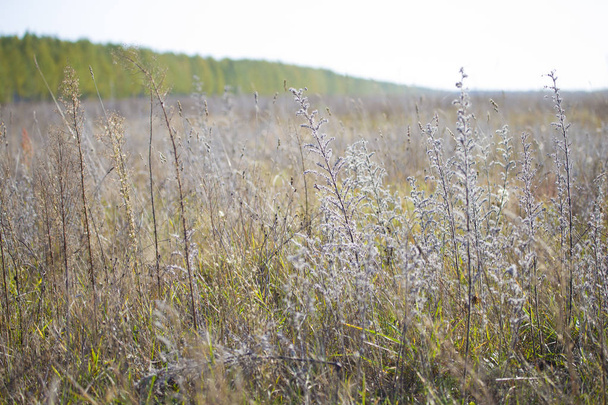Field with withered grass. Faded autumn vegetation - Photo, Image
