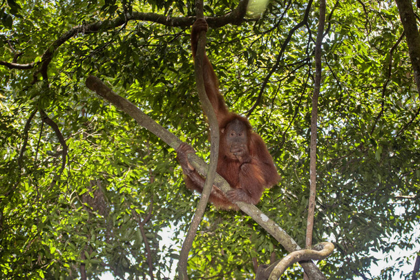 Суматранский орангутанг, Pongo abelii, кормит смоковницу на дереве
 - Фото, изображение