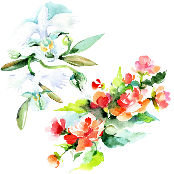 Beautiful watercolor flowers on white background. Watercolour drawing aquarelle illustration. Isolated bouquet of flowers illustration element. - Фото, изображение