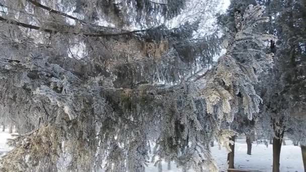 De boom van de winter onder de sneeuw. Winter park - Video