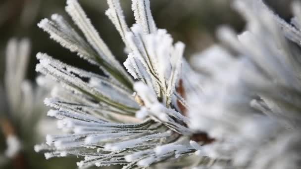 Větev borovice v zimě parku pod sněhem. Detail videa. Vánoční náladu. Zimní snow park. Všude v bílé barvě - Záběry, video