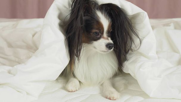 Beautiful dog Papillon lies under blanket on the bed and looks around - 写真・画像