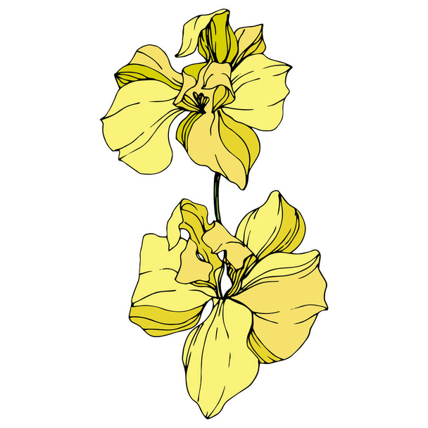 Όμορφα κίτρινα λουλούδια ορχιδέας απομονωμένα σε λευκό. Κίτρινο, απομονωμένες ορχιδέες εικονογράφηση στοιχείο σε λευκό φόντο. - Διάνυσμα, εικόνα