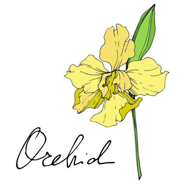 Piękne żółte Orchidea kwiat na białym tle. Żółto na białym tle elementu storczyk ilustracja na białym tle. - Wektor, obraz