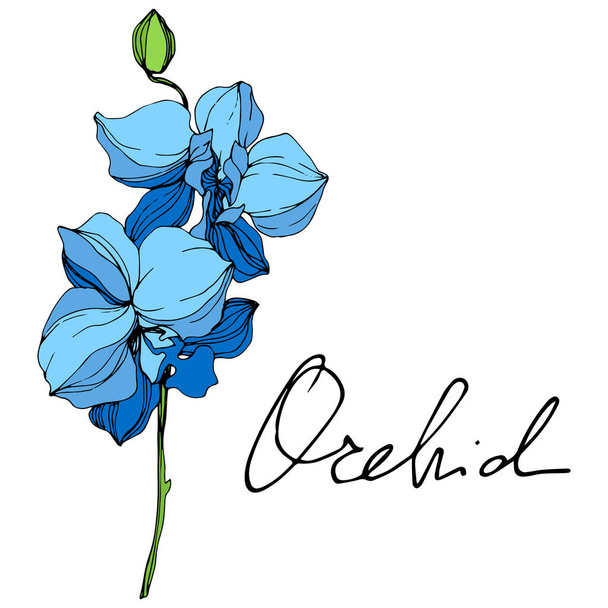 Piękne niebieskie kwiaty orchidei grawerowane sztuki atramentu. Element ilustracja na białym tle storczyki na białym tle. - Wektor, obraz