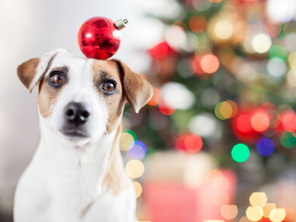 Dog near christmas tree - Zdjęcie, obraz