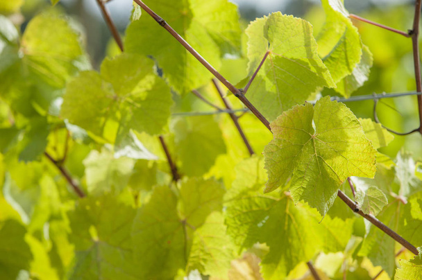 beautiful green leaves on background - Fotoğraf, Görsel