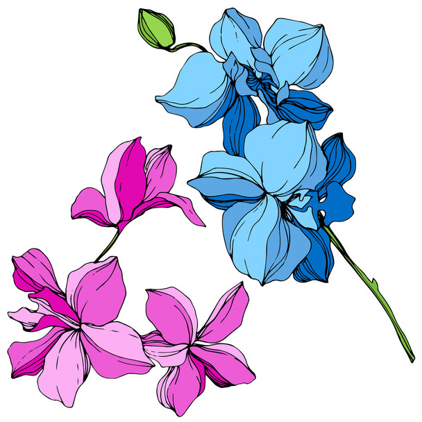 Hermosas flores de orquídea azul y rosa grabado arte tinta. Elemento de ilustración de orquídeas aisladas sobre fondo blanco
. - Vector, imagen