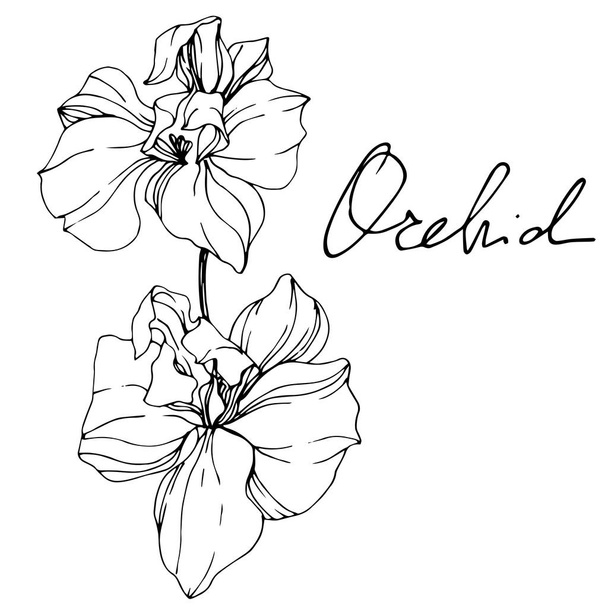 Beautiful black and white orchid flowers engraved ink art. Isolated orchids illustration element on white background. - Wektor, obraz
