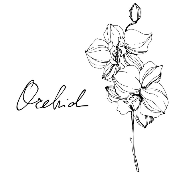 Güzel siyah ve beyaz orkide çiçekler mürekkep sanat kazınmış. İzole orkide illüstrasyon öğe beyaz arka plan üzerinde. - Vektör, Görsel