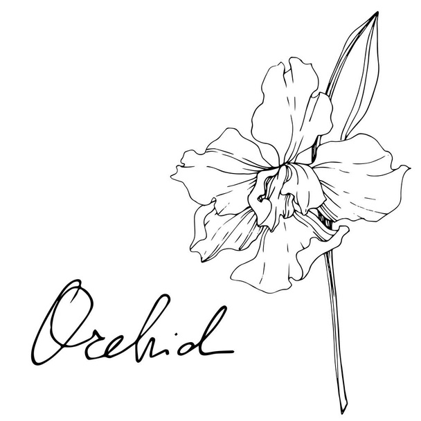 Beautiful orchid flower. Black and white engraved ink art. Isolated orchid illustration element on white background. - Vetor, Imagem