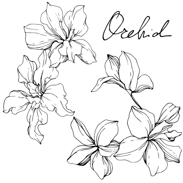 Belles fleurs d'orchidée noir et blanc gravé art à l'encre. Elément d'illustration d'orchidées isolées sur fond blanc
. - Vecteur, image