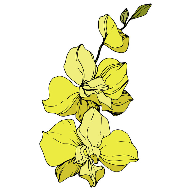 Beautiful yellow orchid flowers. Engraved ink art. Isolated orchids illustration element on white background. - ベクター画像