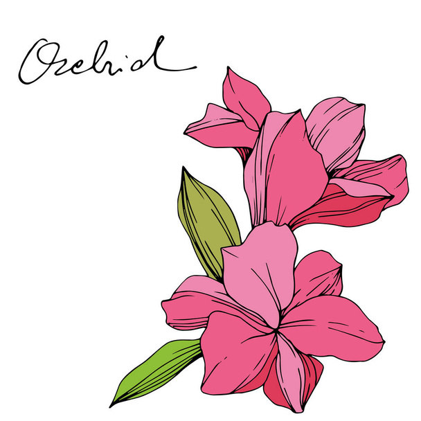 Beautiful pink orchid flowers. Engraved ink art. Orchids illustration element on white background. - Vektor, Bild