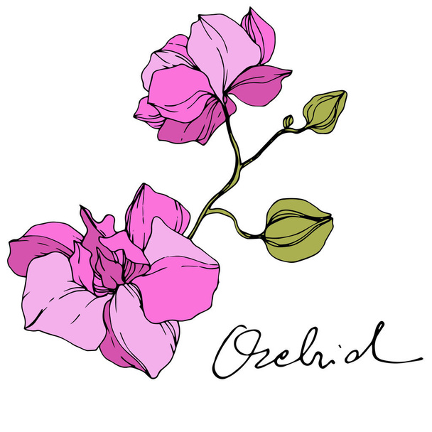 Piękne różowe kwiaty orchidei. Grawerowane atrament sztuki. Storczyki element ilustracja na białym tle. - Wektor, obraz