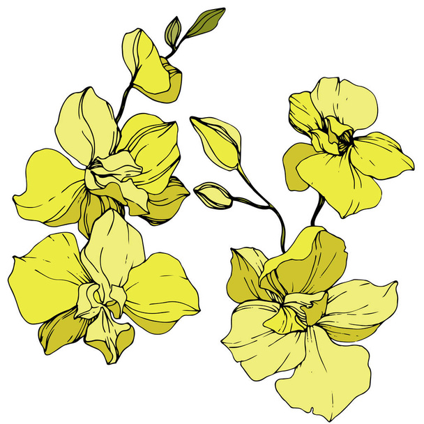 Beautiful yellow orchid flowers. Engraved ink art. Isolated orchids illustration element on white background. - Vector, Image