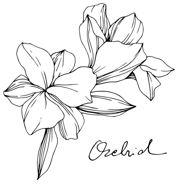 Beautiful orchid flowers. Black and white engraved ink art. Isolated orchids illustration element on white background. - Vetor, Imagem