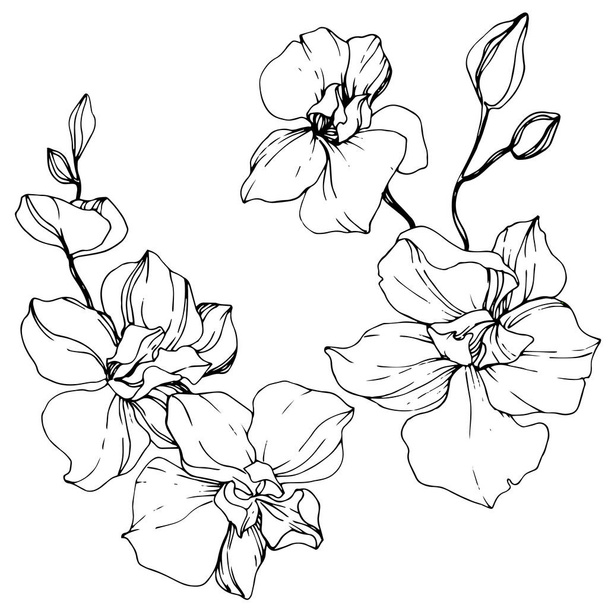 Güzel orkide çiçekler. Siyah ve beyaz mürekkep sanat kazınmış. İzole orkide illüstrasyon öğe beyaz arka plan üzerinde. - Vektör, Görsel