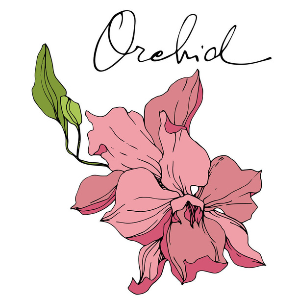 Beautiful pink orchid flowers. Engraved ink art. Orchids illustration element on white background. - Vetor, Imagem