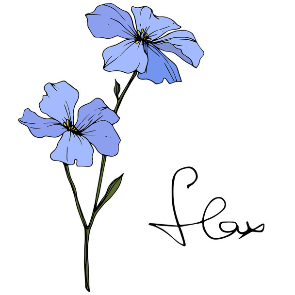 Hermosas flores de lino azul con hojas verdes aisladas en blanco. Arte de tinta grabada
. - Vector, Imagen