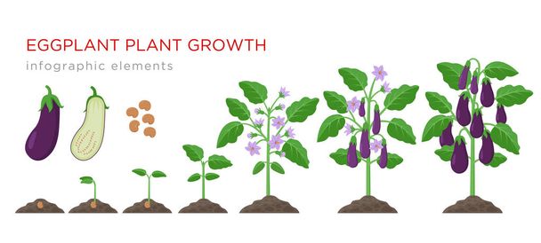 Processus de croissance de l'aubergine de la graine aux légumes mûrs sur des plantes isolées sur fond blanc. Stades de croissance des aubergines, éléments infographiques du cycle de vie des plantes en plan
. - Vecteur, image