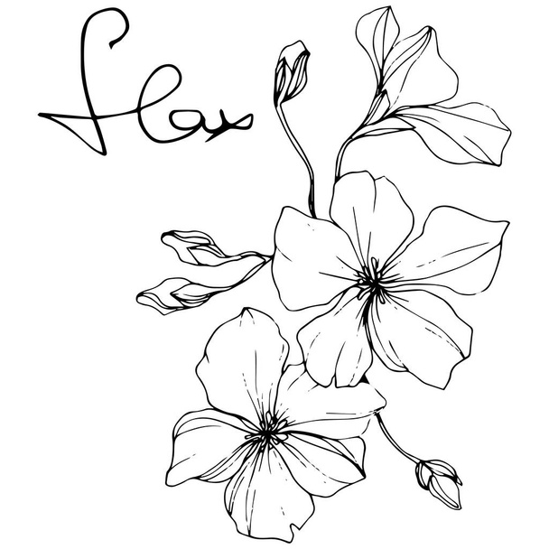 Vector. Isolated flax flowers illustration element on white background. Black and white engraved ink art. - ベクター画像