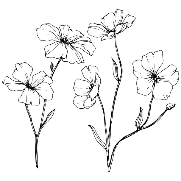 Vector. Isolated flax flowers illustration element on white background. Black and white engraved ink art. - Vektör, Görsel